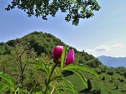 34  Peonia officinalis (Peonia selvatica) in piena fioritura con vista sul Monte Zucco
